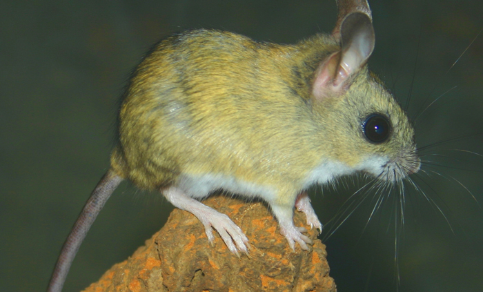 Alawa hopeful native mice will breed