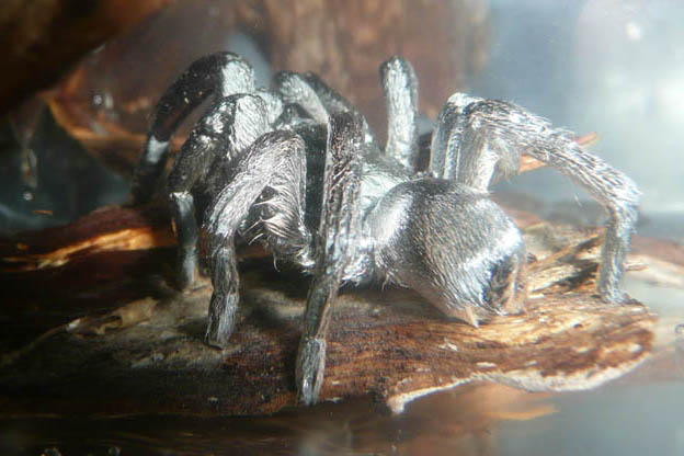 How these spiders use bubbles to live underwater